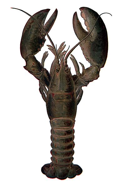 Fil:Lobster NSRW.jpg