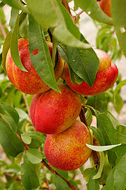 Nectarines summer 2006.jpg