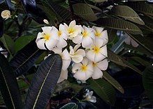 Plumeria obtusa (flowers).jpg