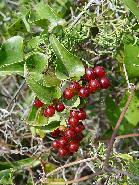 Fil:Smilax aspera.jpg