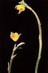 Utricularia minor USDA.jpg