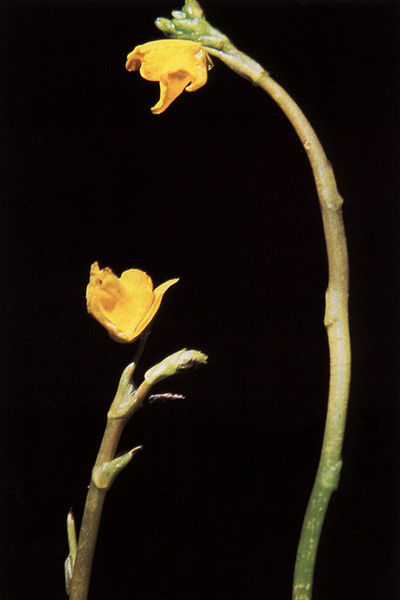 Fil:Utricularia minor USDA.jpg