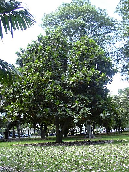Fil:Breadfruit Tree.jpg