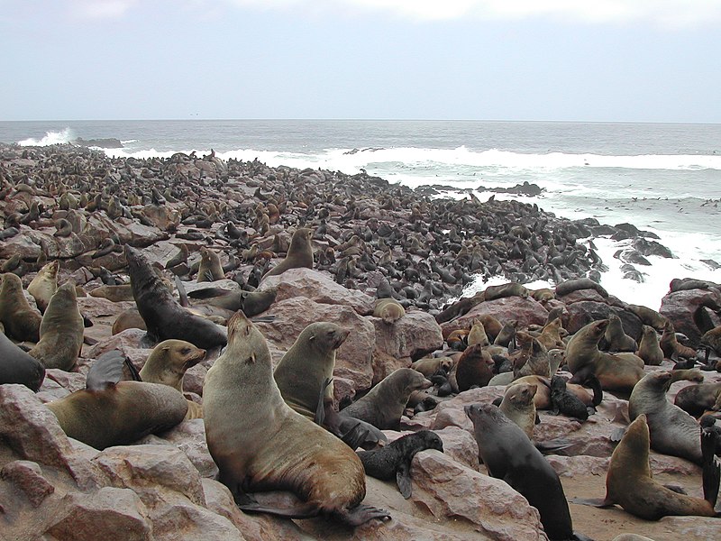 Fil:Cape Fur Seals Cape Cross.jpg