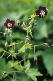 Geranium phaeum flowers.png