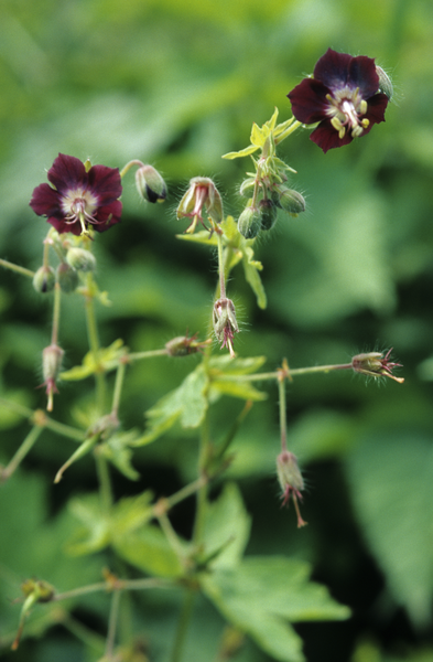 Fil:Geranium phaeum flowers.png