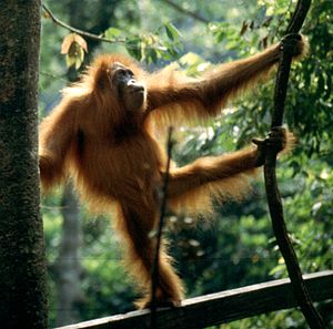 Den utrotningshotade orangutangen, a inhemsk apa på Sumatra, Indonesien