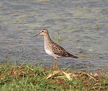 Pectoral-Sandpiper.jpg