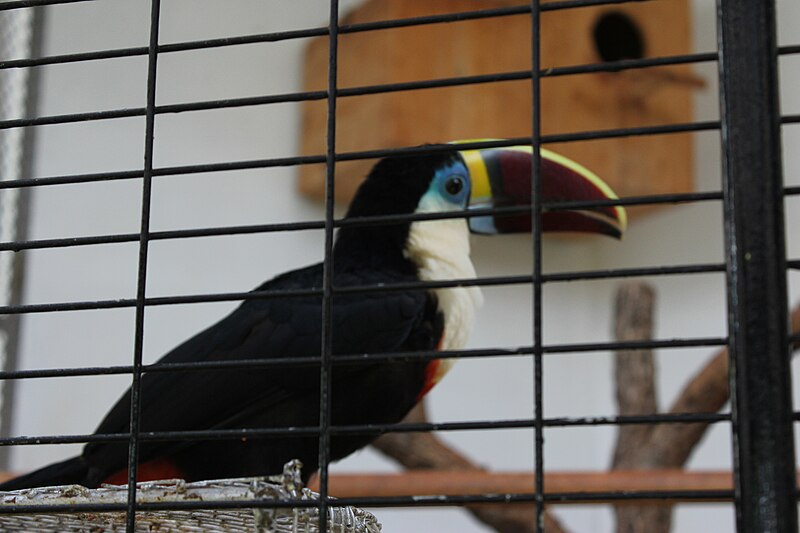 Fil:Toucan.jpg