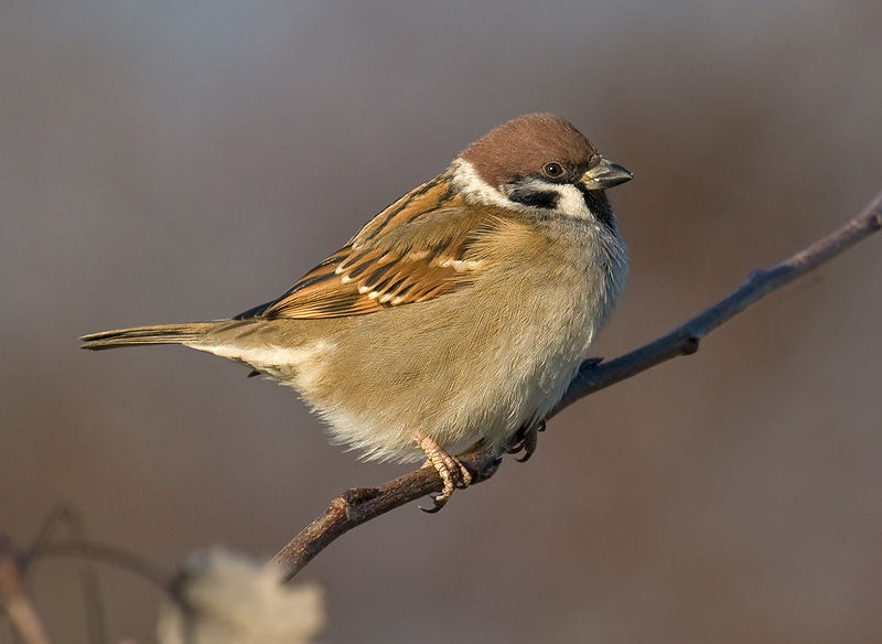 Fil:Tree-Sparrow.jpg