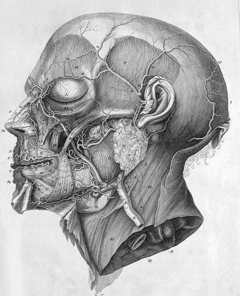 Fil:Albrecht von Haller icones anatomicae head.jpg