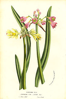 Gul garlandlilja (C. luteum) och garlandlilja (C. purpureum).