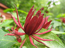 Kryddbuske (Calycanthus floridus)