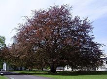 Bok (Fagus sylvatica purpurea)