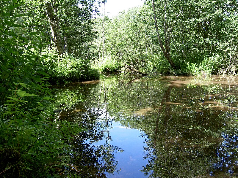 Fil:Frostbrunnsdalen, bäcken.jpg