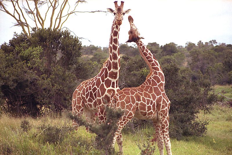 Fil:Giraffe Sweetwater Nat Park Kenia.jpg