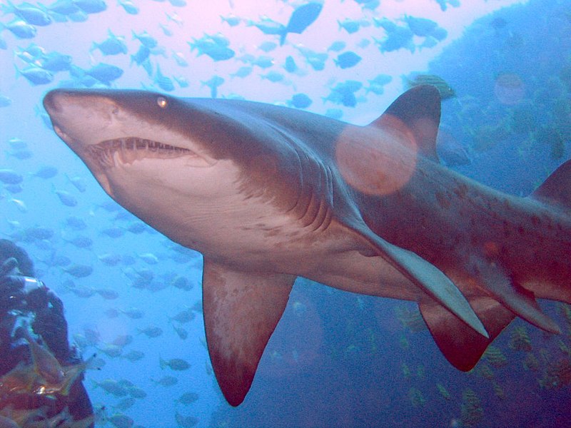 Fil:Grey Nurse Shark at Fish Rock Cave, NSW.jpg