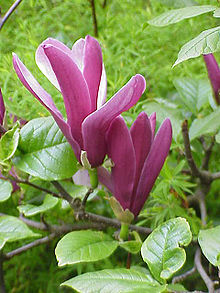 Liljemagnolia (Magnolia liliiflora)