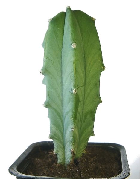 Fil:Myrtillocactus geometrizans3.jpg