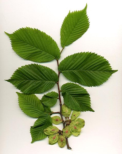 Fil:Ulmus glabra.jpg