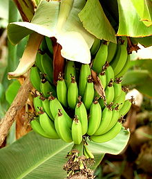 Bananas - Morocco.jpg