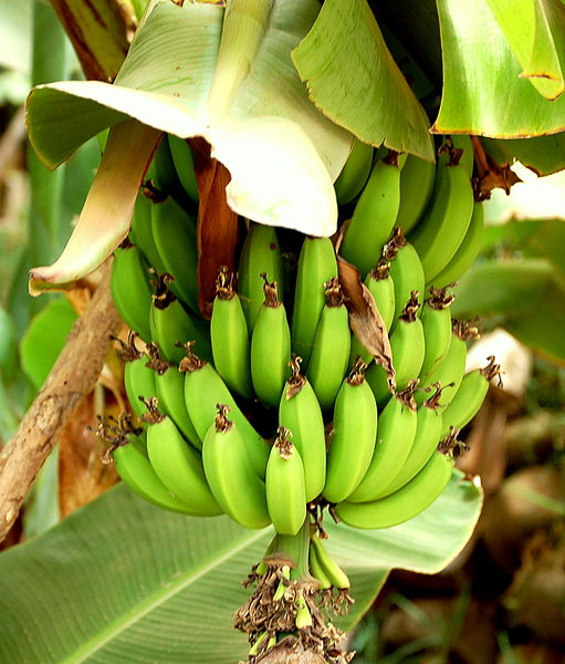 Fil:Bananas - Morocco.jpg