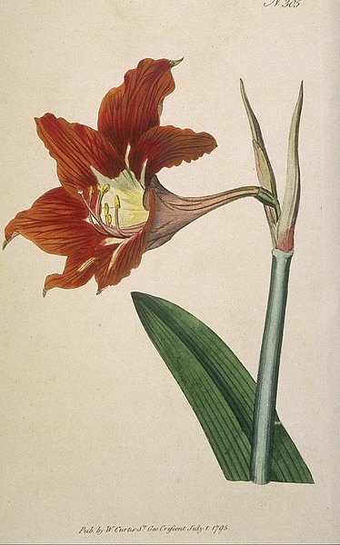 Fil:Hippeastrum puniceum1CURTIS.jpg