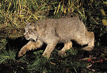 Lynx-canadensis.jpg