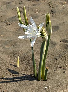 Pacratium maritimum Paestum.jpg