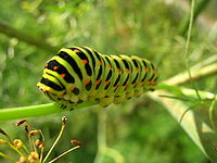 En makaonfjärilslarv (Papilio machaon).