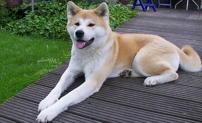 Fil:Akita inu.jpeg