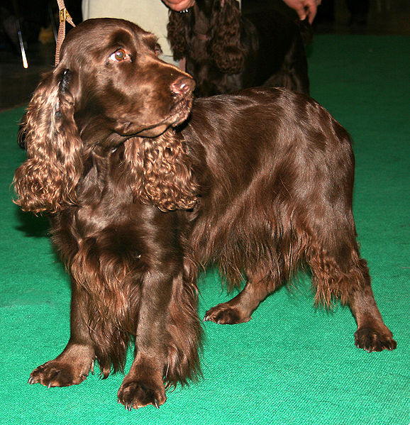 Fil:Field spaniel 581.jpg