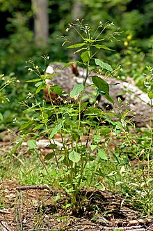 Impatiens parviflora - plant (aka).jpg