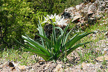 Pancratium illyricum JPG1.jpg