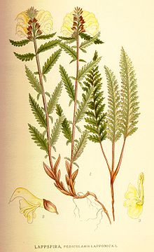 Pedicularis lapponica.jpg