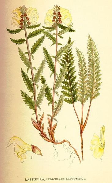 Fil:Pedicularis lapponica.jpg