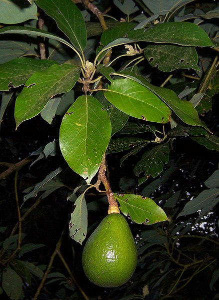 Fil:Persea americana fruit.JPG