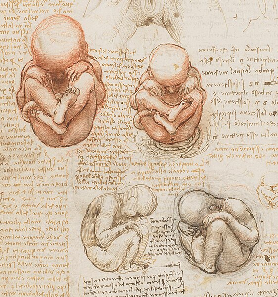 Fil:Views of a Foetus in the Womb.jpg