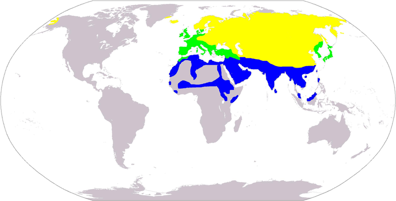 Fil:White wagtail distribution.PNG