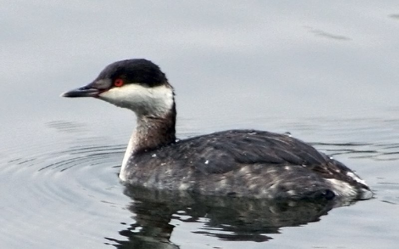 Fil:Horned Grebe.jpg