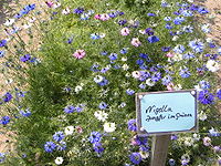 Nigella damascena.jpg