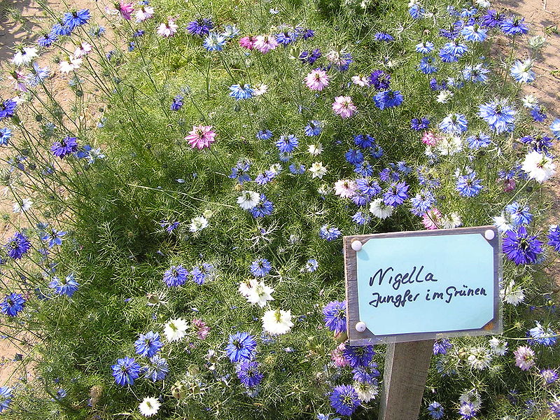 Fil:Nigella damascena.jpg