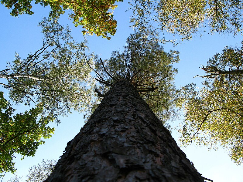 Fil:Pinus sylvestris Marki.JPG