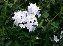 Solanum jasminoides2.jpg