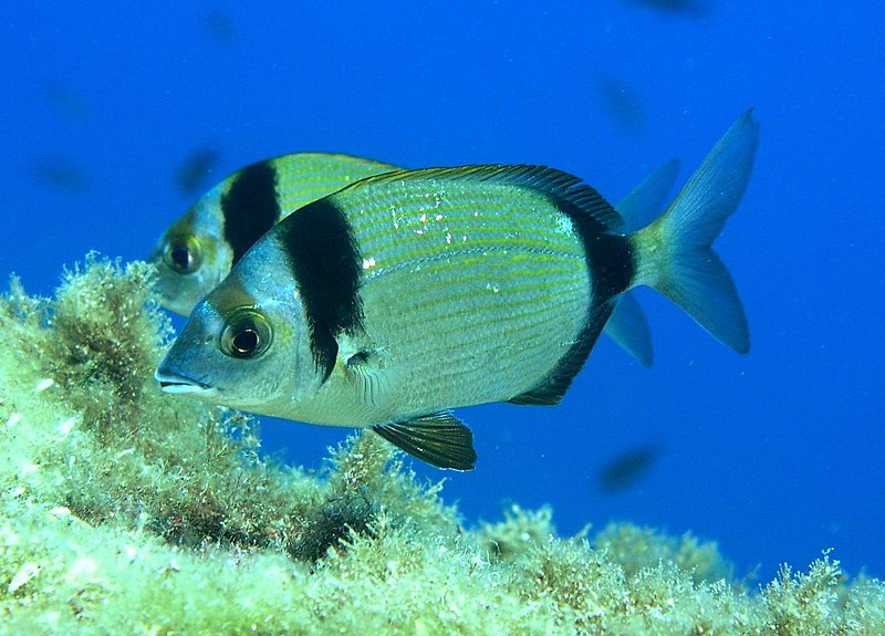 Fil:Diplodus vulgaris.jpg