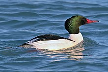 Storskrake (Mergus merganser) - hane