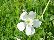 Ranunculus aconitifolius0.jpg