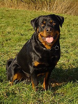 Rottweiler, hane, 1½ år gammal.