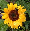 Sunflower3a.JPG
