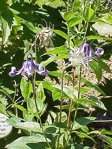 450px-Clematis integrifolia1.jpg